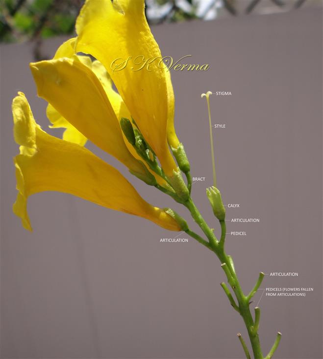  Inflorescence